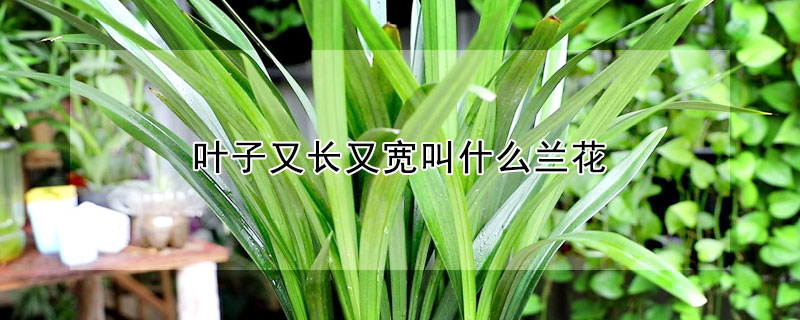 葉子又長又寬叫什麼蘭花