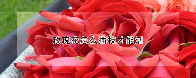 玫瑰花怎麼插枝才能活