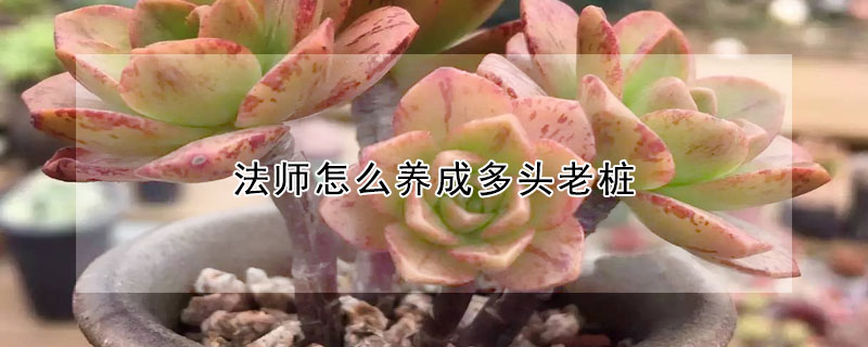 法師怎麼養成多頭老樁