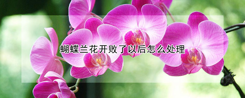 蝴蝶蘭花開敗了以後怎麼處理