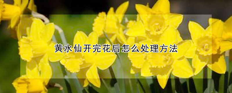 黃水仙開完花後怎麼處理方法