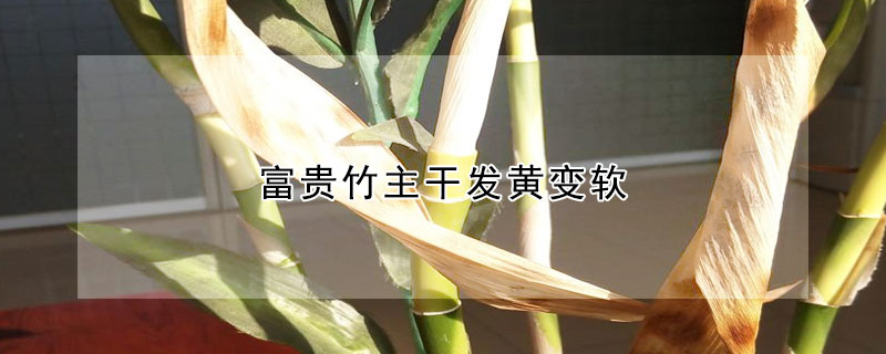 富貴竹主幹發黃變軟
