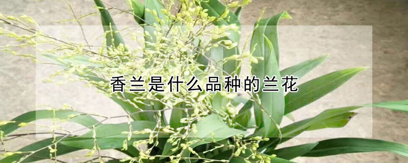 香蘭是什麼品種的蘭花