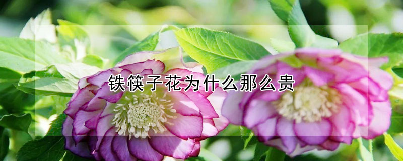 鐵筷子花為什麼那麼貴