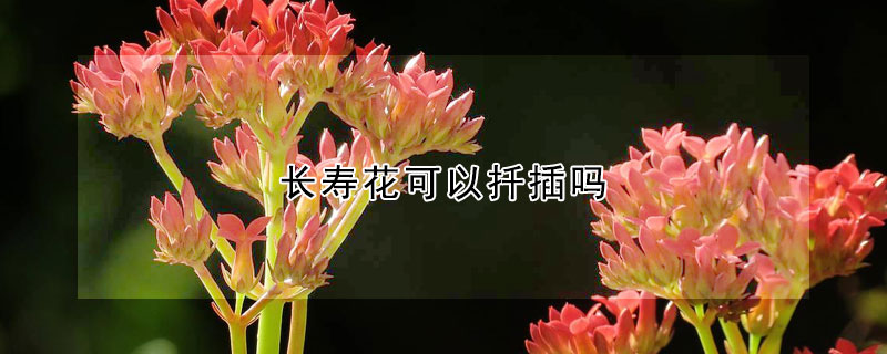長壽花可以扡插嗎