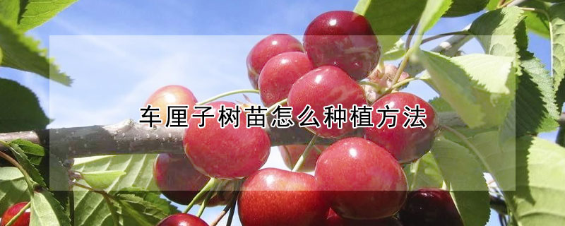 車厘子樹苗怎麼種植方法