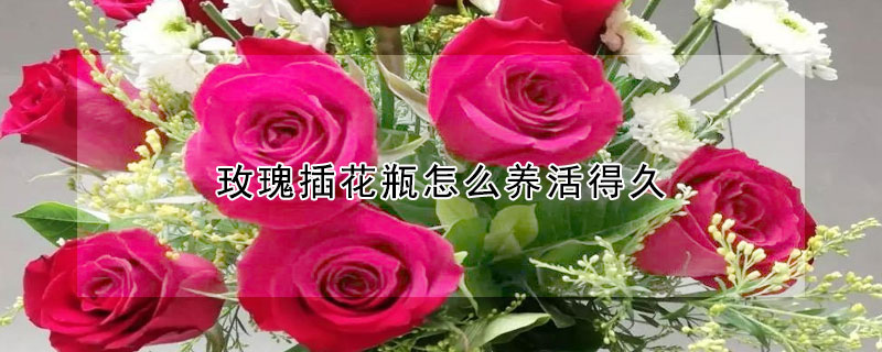 玫瑰插花瓶怎麼養活得久