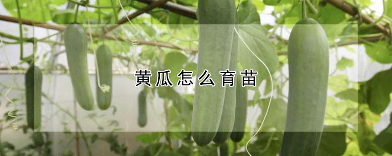 黃瓜怎麼育苗