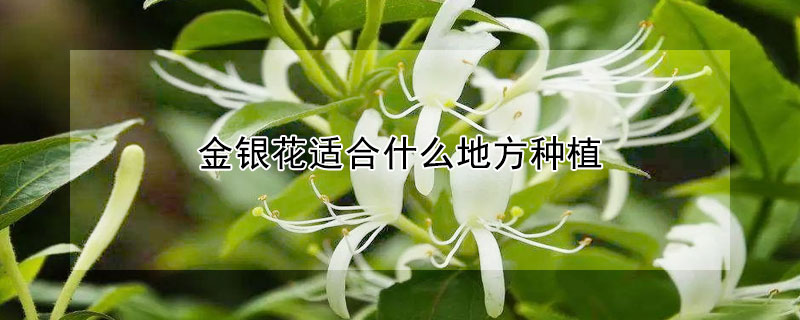 金銀花適合什麼地方種植