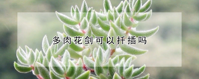 多肉花劍可以扡插嗎