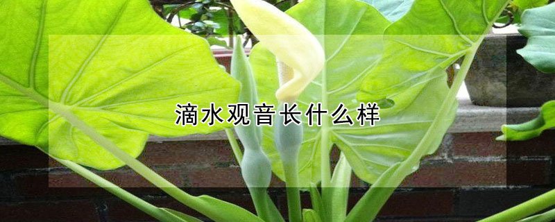 滴水觀音長什麼樣