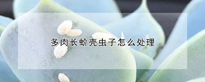 多肉長蚧殼蟲子怎麼處理