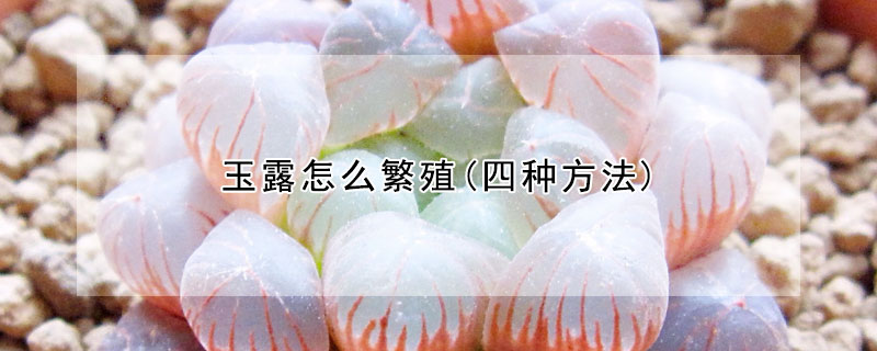 玉露怎麼繁殖(四種方法)