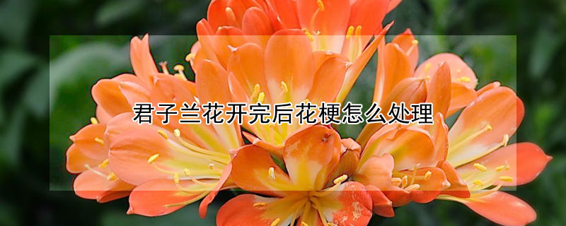 君子蘭花開完後花梗怎麼處理
