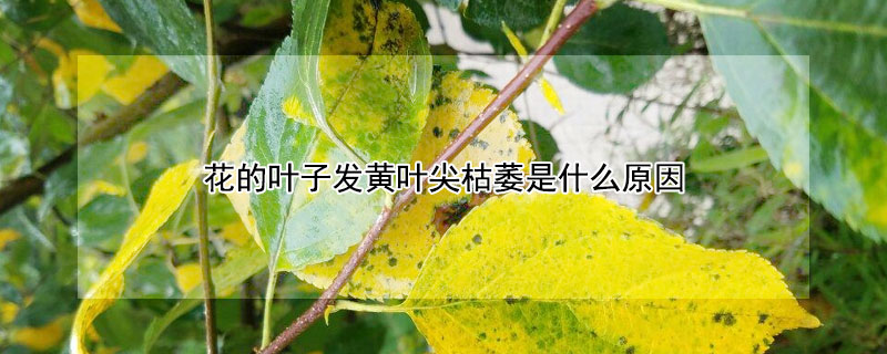花的葉子發黃葉尖枯萎是什麼原因