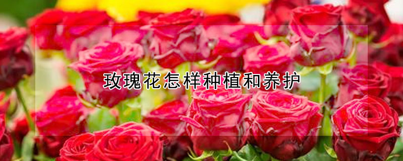 玫瑰花怎樣種植和養護