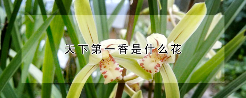 天下第一香是什麼花
