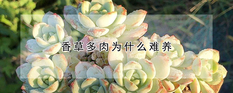 香草多肉為什麼難養