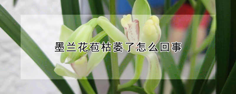 墨蘭花苞枯萎了怎麼回事