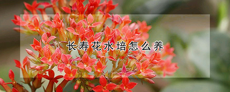 長壽花水培怎麼養