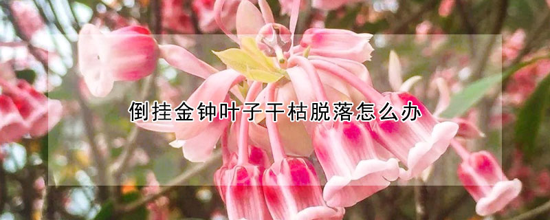 倒掛金鍾葉子幹枯脫落怎麼辦