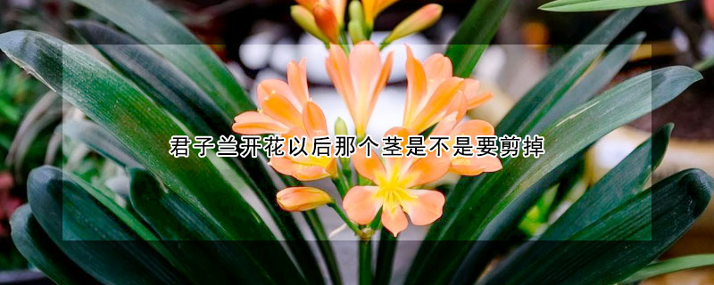 君子蘭開花以後那個莖是不是要剪掉