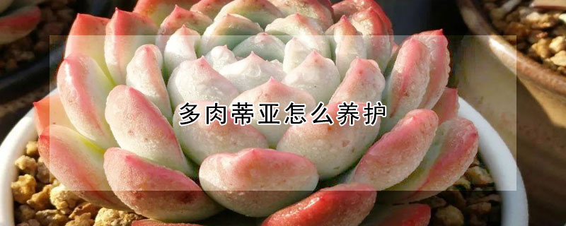 多肉蒂亞怎麼養護