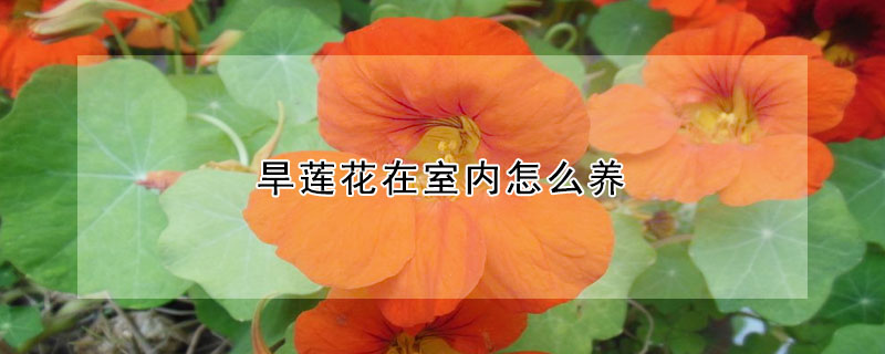 旱蓮花在室內怎麼養
