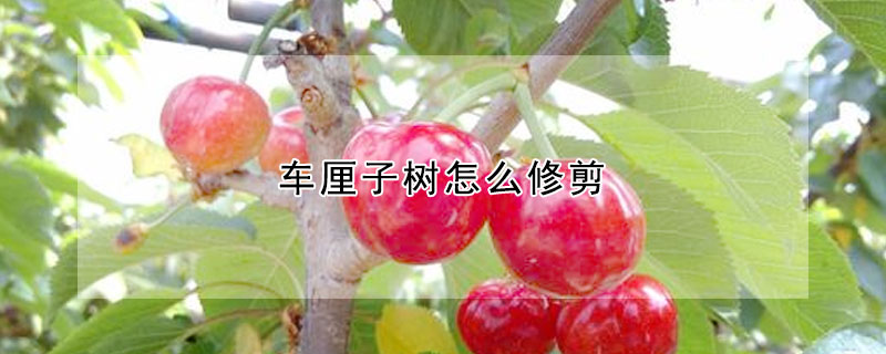 車厘子樹怎麼修剪