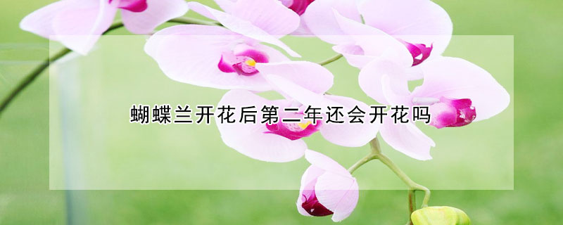 蝴蝶蘭開花後第二年還會開花嗎