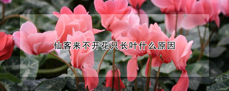 仙客來不開花隻長葉什麼原因