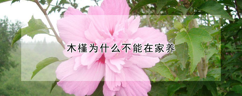 木槿為什麼不能在家養
