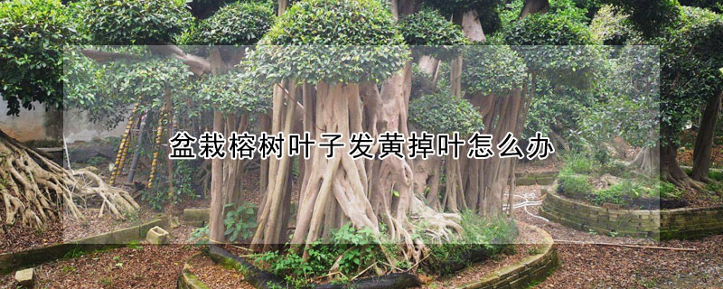 盆栽榕樹葉子發黃掉葉怎麼辦