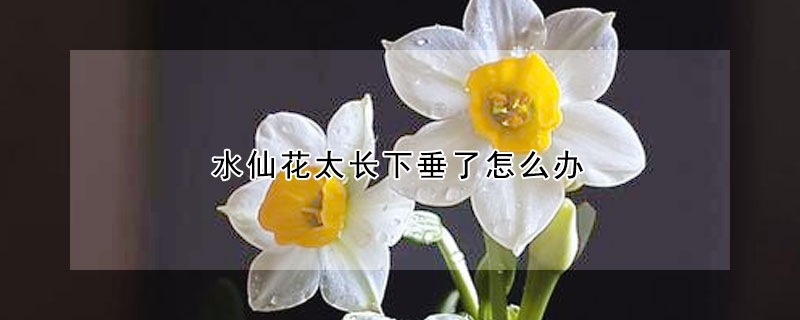 水仙花太長下垂了怎麼辦