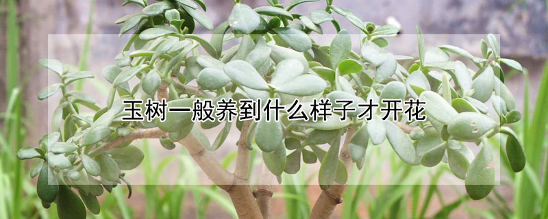 玉樹一般養到什麼樣子才開花