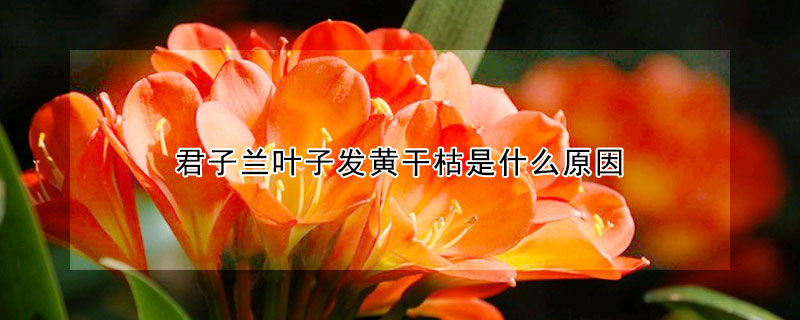 君子蘭葉子發黃幹枯是什麼原因