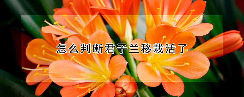 怎麼判斷君子蘭移栽活了