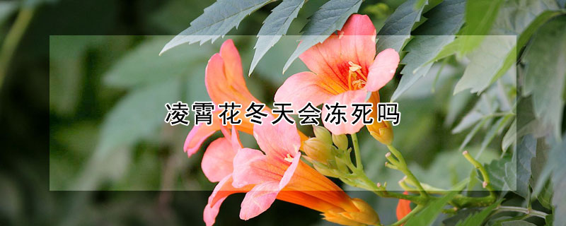 淩霄花冬天會凍死嗎