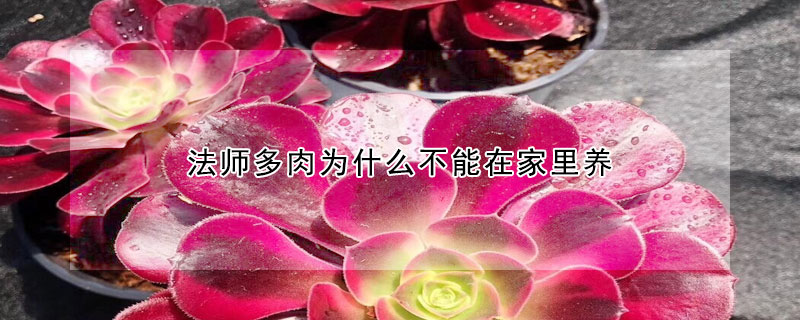 法師多肉為什麼不能在家裏養