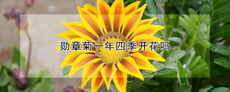 勳章菊一年四季開花嗎