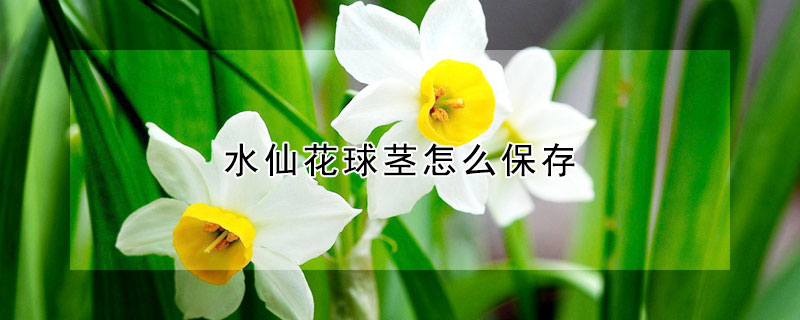 水仙花球莖怎麼保存