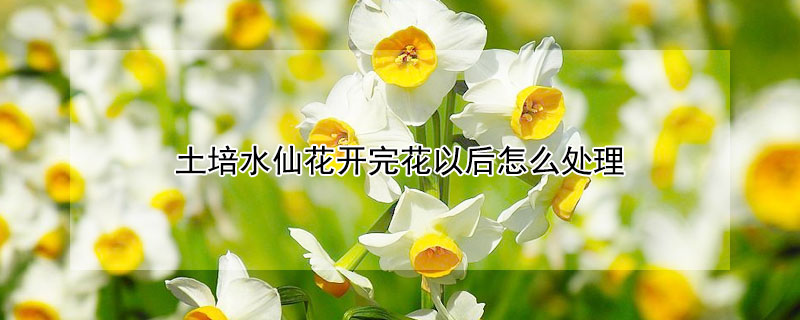 土培水仙花開完花以後怎麼處理
