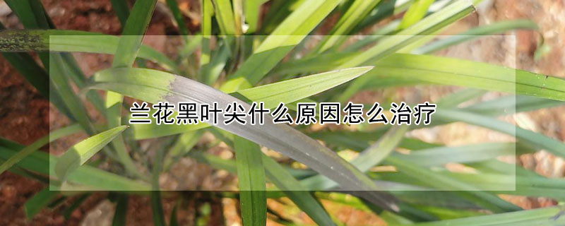 蘭花黑葉尖什麼原因怎麼治療