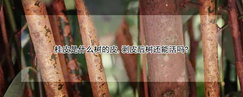 桂皮是什麼樹的皮,剝皮後樹還能活嗎?