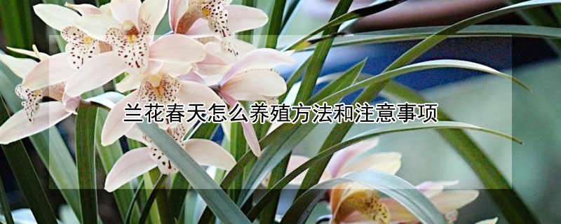 蘭花春天怎麼養殖方法和注意事項