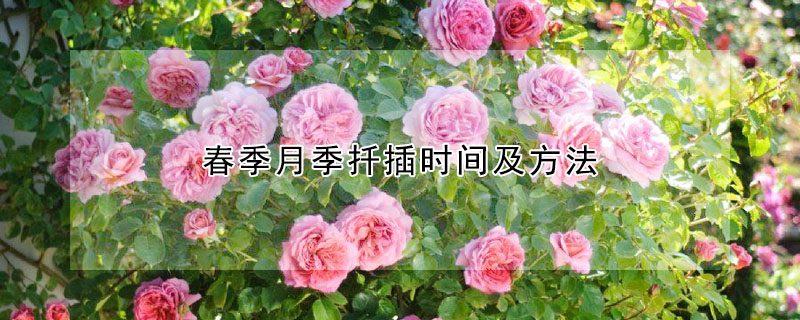 春季月季扡插時間及方法
