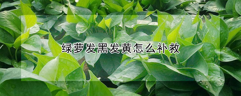 綠蘿發黑發黃怎麼補救