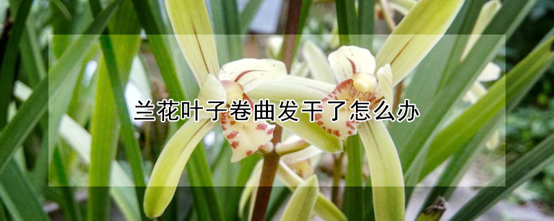 蘭花葉子卷曲發幹了怎麼辦