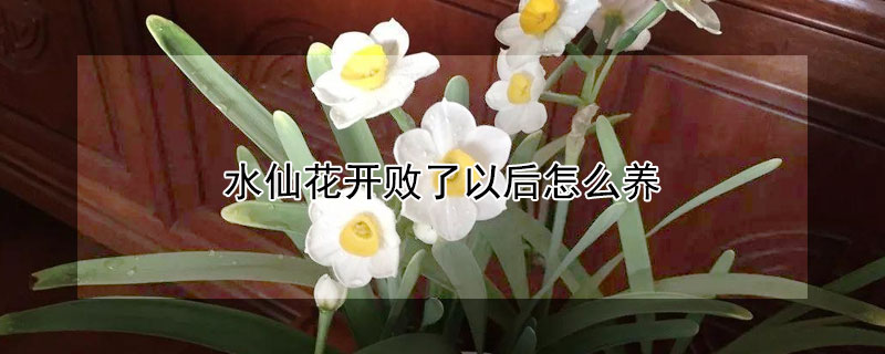 水仙花開敗了以後怎麼養