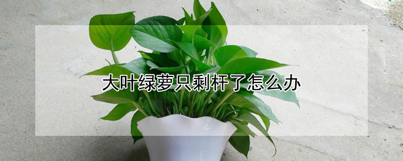 大葉綠蘿隻剩杆了怎麼辦